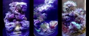PJ Reef Micro Saltwater Coral Habitat for the Marine Biologist in All of Us