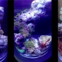 PJ Reef Micro Saltwater Coral Habitat for the Marine Biologist in All of Us