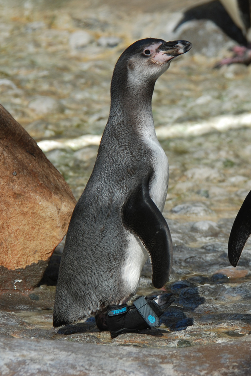 Teva Sandals Saves a Penguin!