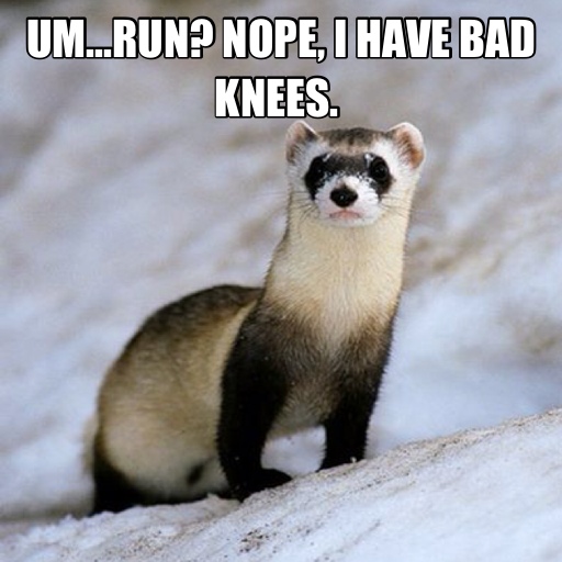 Your Ferret Doesn't Want to Run!