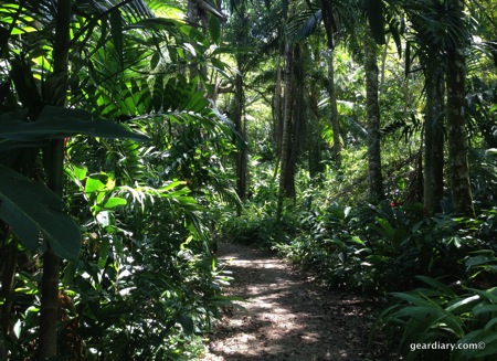 Ziplining Through the Jamaican Jungle