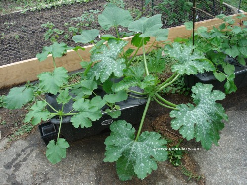 How To Start a Simple Heirloom Vegetable Garden from Scratch