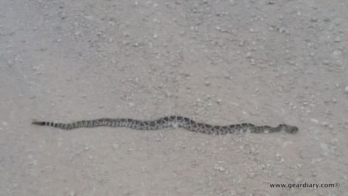 1-snakes on my evening run