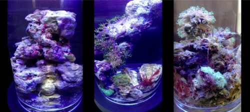 PJ Reef Micro Saltwater Coral Habitat for the Wannabe Marine Biologist in All of Us