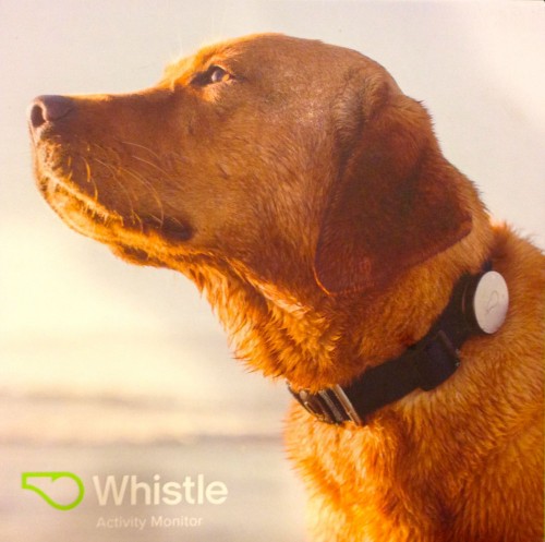 Whistle is Like Fitbit for Dogs