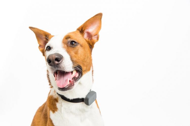 Whistle Announces Their Smartest Pet Tracker Yet