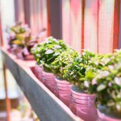 Click & Grow Creates an Affordable DIY Indoor Garden