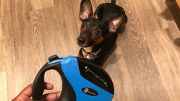 Give Your Puppy Some Extra Lead with the TaoTronic Retractable Dog Leash