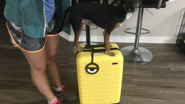 Your Carry-On Luggage Will Stand Out with Away’s New Minion Yellow Suitcase