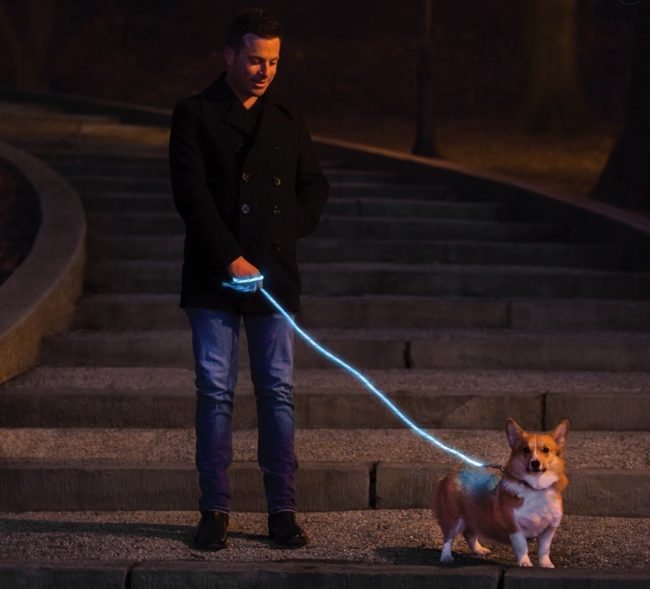 You and Your Dog Will Light Up the Night with Nitey Leash