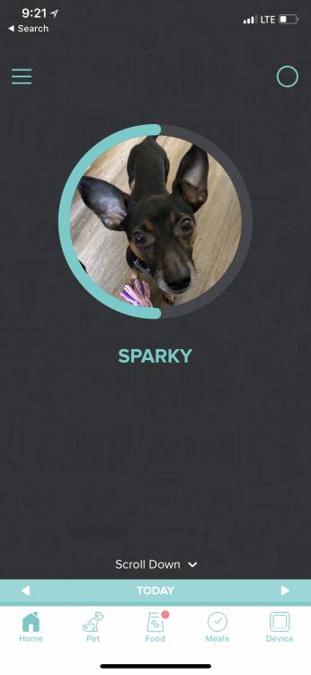 Petnet SmartFeeder: Feed Your Four-Legged Friend from Anywhere 3 Petnet SmartFeeder: Feed Your Four-Legged Friend from Anywhere