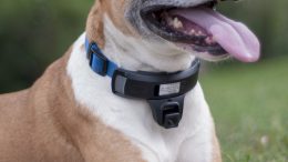 Wagz Will Keep Your Dog Where She Needs to Be Without Shocking or Scaring Her