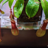Nepenthes/pitcher plant under an LED light.