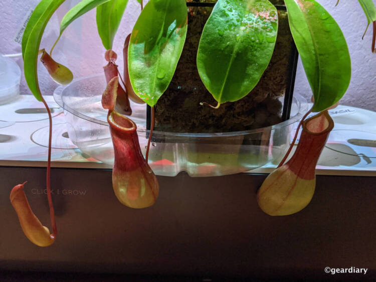 Nepenthes/pitcher plant under an LED light.