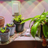 Stepania Suberosa next to three venus fly traps and a pitcher plant/nepenthes.