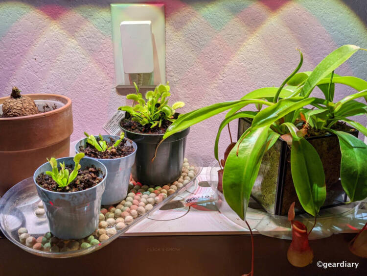 Stepania Suberosa next to three venus fly traps and a pitcher plant/nepenthes.