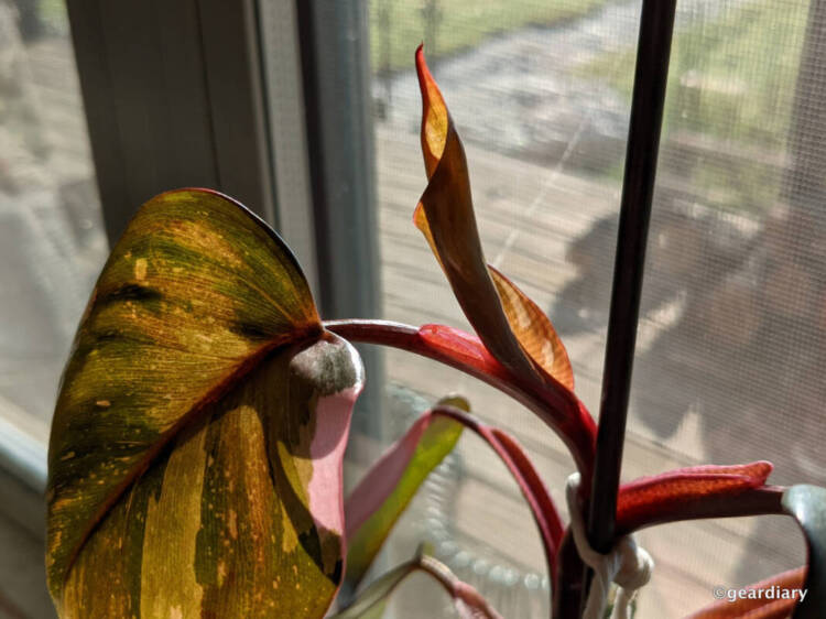 New leaf coming out on a Pink Princess Philodendron.