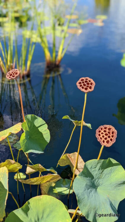 Lotus pods on stalks in a waterlily garden.