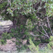Trees and plants in various shades of green in the bottom of a dry creek on the ranch.