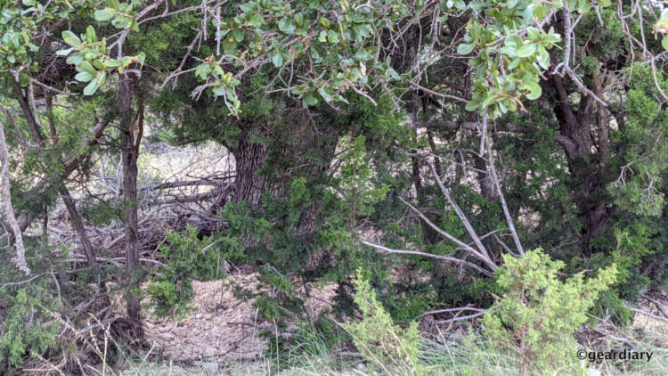 Trees and plants in various shades of green in the bottom of a dry creek on the ranch.