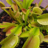 Close-up of a Venus Fly Trap with opened jaws and older bugs/kills desiccated inside.
