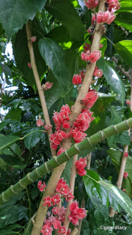 Red flowers on a woody stalk.