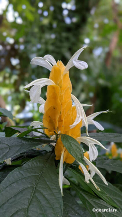 A dramatic yellow bloom with white petals.