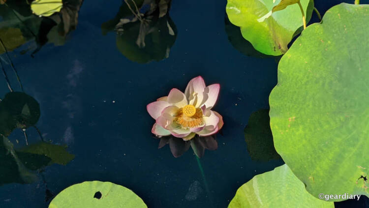 A lotus bloom in the water.