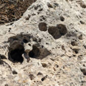 A closeup of a limestone rock with lots of holes and fossil impressions in it.