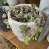 A Variegated String of Hearts at Nelly's Flowers and Plants in Williamsburg.
