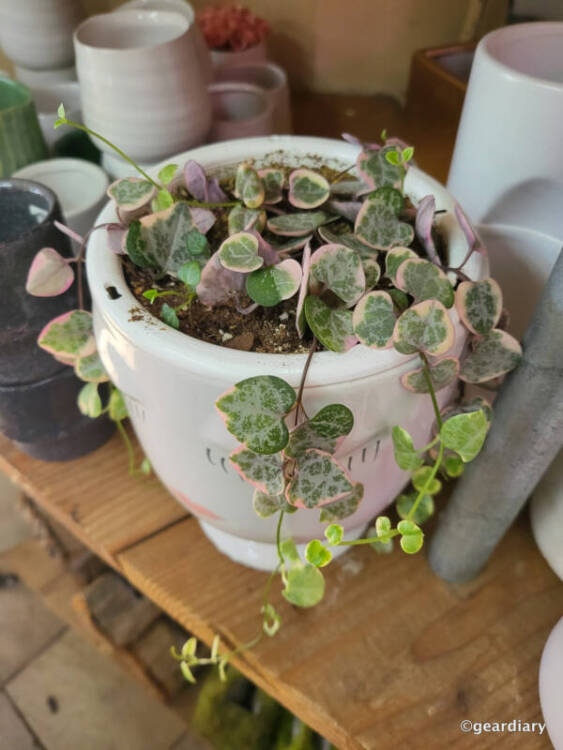 A Variegated String of Hearts at Nelly's Flowers and Plants in Williamsburg.
