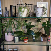 I may have bought every one of the plants in this photo with the exception of the Madagascar Palm on the left. Hide my wallet next time I go on a plant walk with friends!