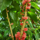 I'm not sure what this red flowering stalk was, but it was really striking.
