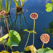 Lotus pods in the NYBG water lily display.