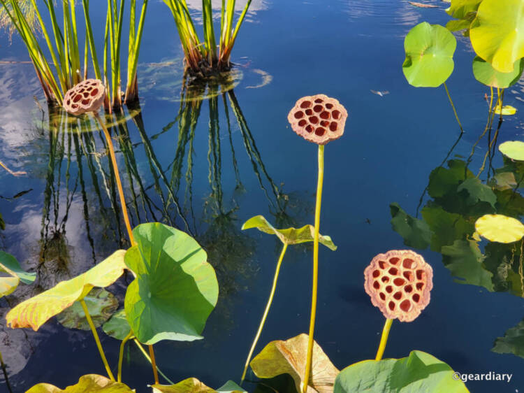 Lotus pods in the NYBG water lily display.