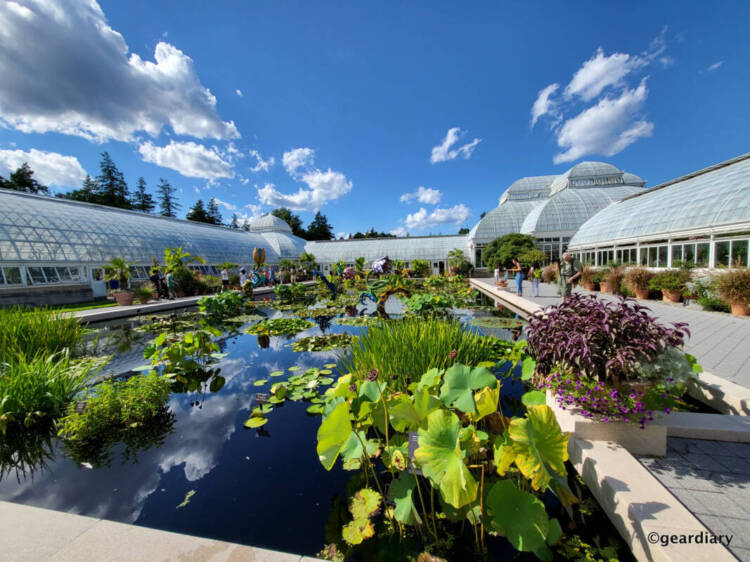 Super-wide-angle shot of the water lily display at the NYBG.