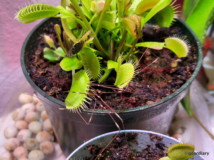 My larger Venus Fly Trap caught a daddy long legs!