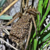 A mother wolf spider carrying her babies. This is a cropped telephoto shot; I wasn't about to get this close!