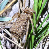 Also a telephoto shot of the mother Wolf Spider and her babies. Notice that one of them fell off, and she is waiting for it to get back on. It's kinda sweet yet creepy.