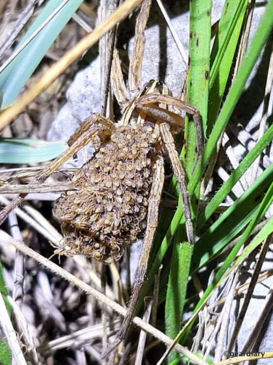 Also a telephoto shot of the mother Wolf Spider and her babies. Notice that one of them fell off, and she is waiting for it to get back on. It's kinda sweet yet creepy.