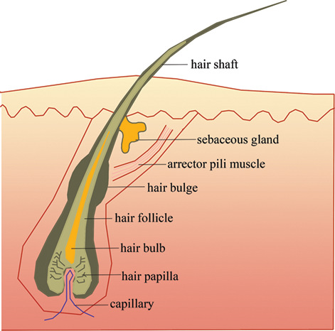 Diagram of a hair follicle