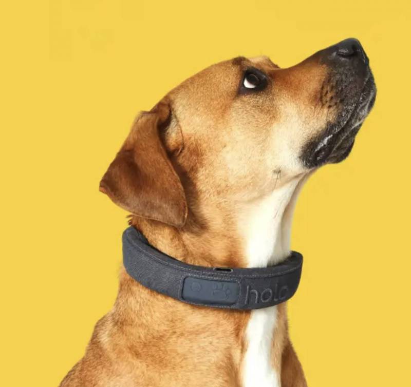 a yellow and white dog wearing a gray Halo Collar 3