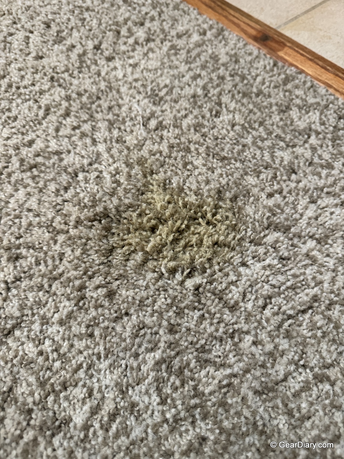 Urine stain left on author's carpet by his dog.