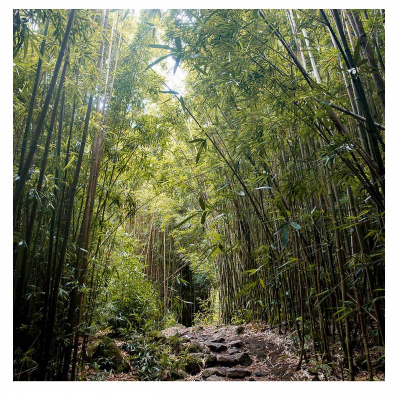 Photo of a bamboo forest
