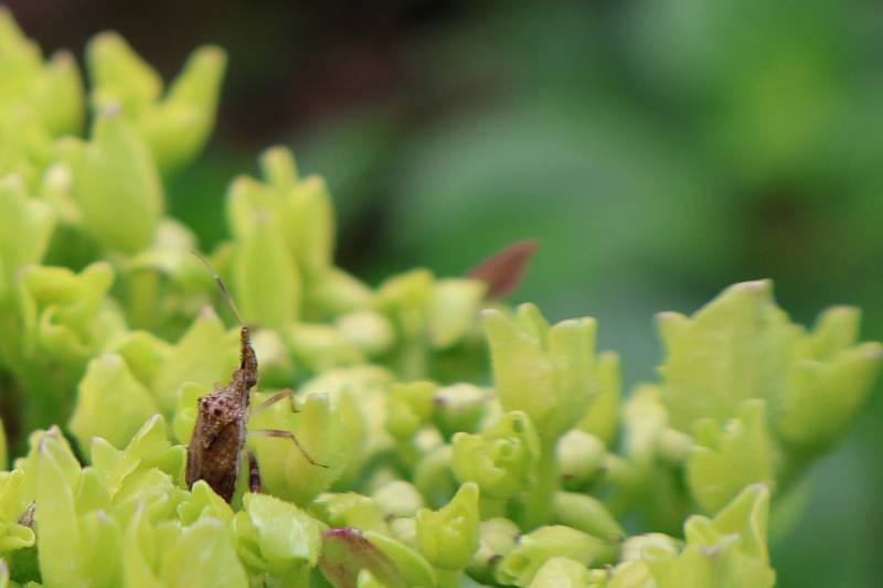 Photo taken with the Canon EOS R50 showing a small insect in a leafy green plant