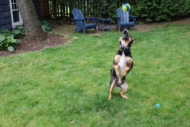 Action photo of the author's dog in a jumping sequence taken with the Canon EOS R50