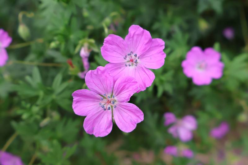 Photo of pink flowers taken with the Canon EOS R50
