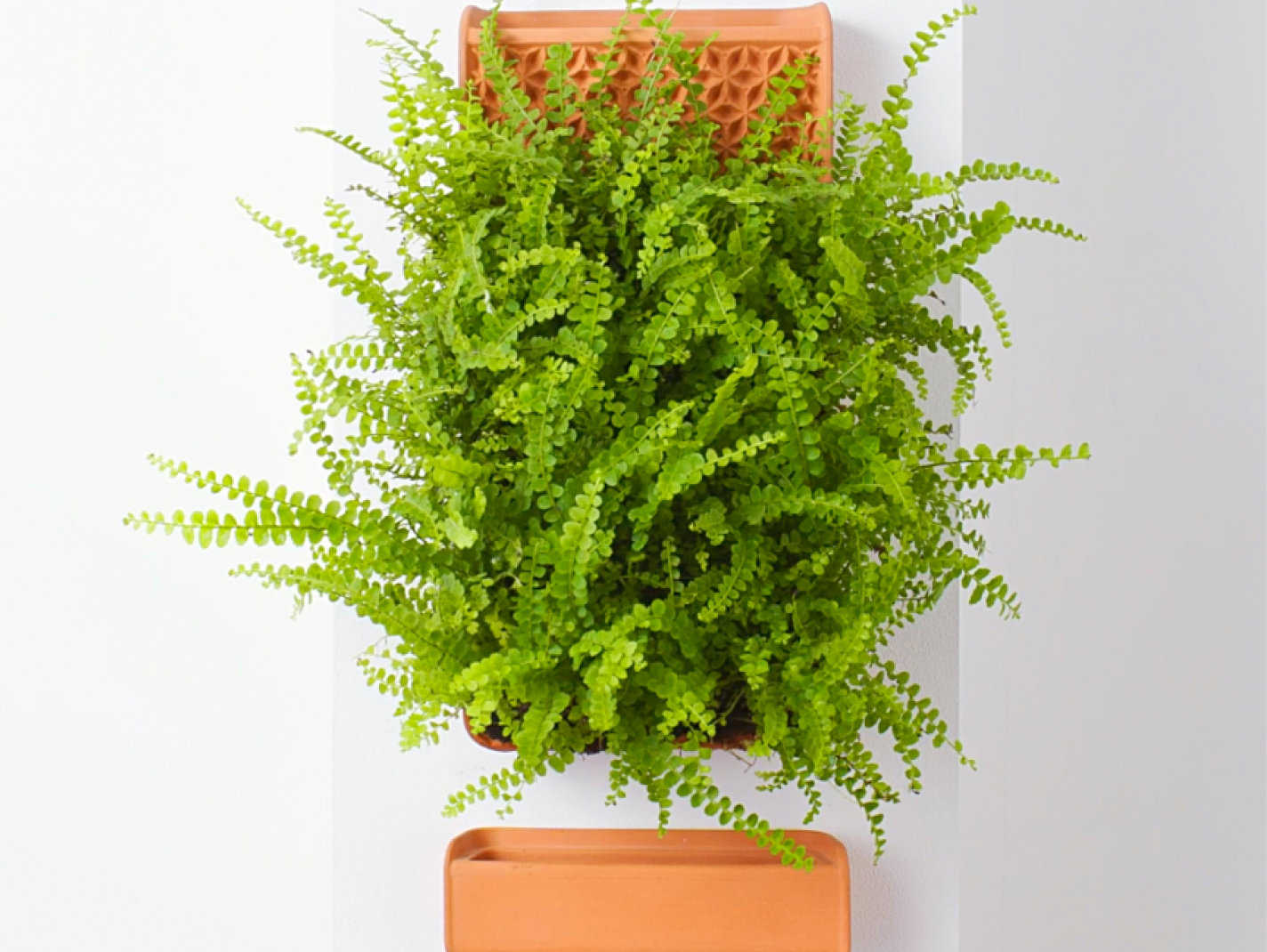 tevaplanter the original プランター maidenhair_tevaplanter.webp?v=