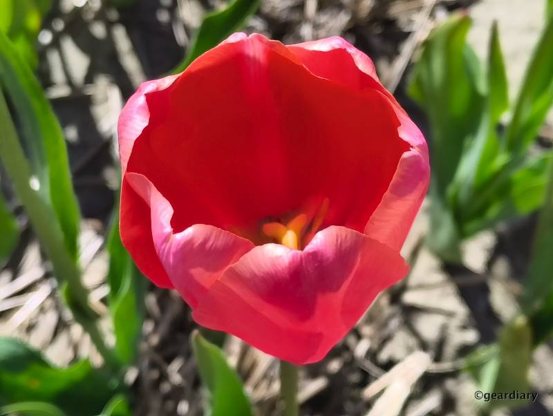 Photos taken with the Nothing CMF Phone 2 Pro