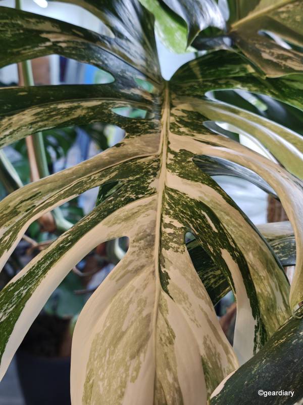 2025 Motorola Razr Ultra Review: Three Months with the Foldable Flip-Phone That’s Still the One to Beat 27 Photo of a Monstera Albo leaf